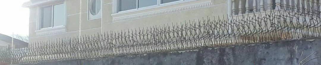 حفاظ شاخ گوزنی