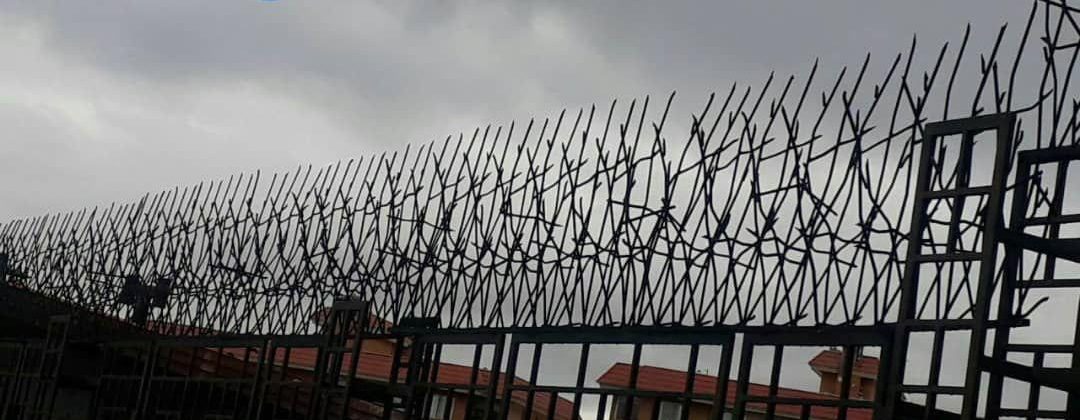 حفاظ شاخ گوزنی